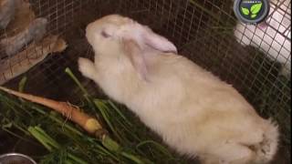 Diseases of Rabbits  Fever Cold Cough and Diarrhea [upl. by Annelg]