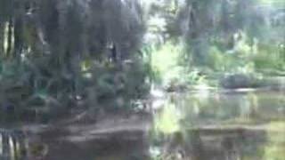 EatTheWeeds Episode 24 Wekiva River [upl. by Sucitivel]