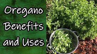 Oregano Benefits and Uses [upl. by Haissem]