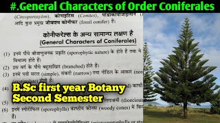 General Characters of Order Coniferales  BSc first year Botany second semester [upl. by Nnahgiel789]