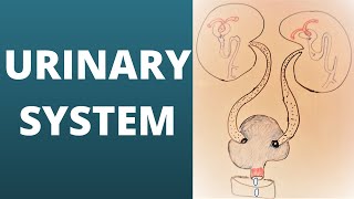 Urinary system [upl. by Ocirederf183]