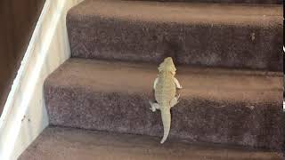 bearded dragon climbing stairs [upl. by Kirtley12]