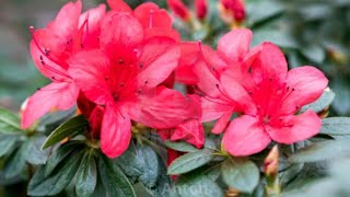 33How to grow and care Azalea flower in winter [upl. by Xel552]