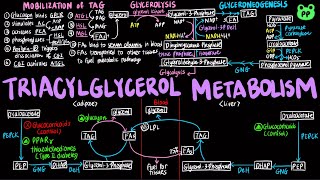 TAG Metabolism  Lipid Metabolism 01  Biochemistry  PP Notes  Lehninger 6E Ch 171 amp 212 [upl. by Penelopa]