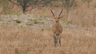 Bush TV  Common Reedbuck [upl. by Tyrus]