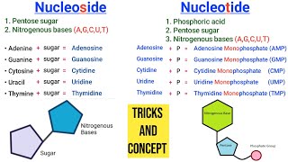 Learn Nucleoside and Nucleotide with one Shortcut  Nucleoside vs Nucleotide [upl. by Ahsitam]