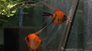 Koi Angelfish Breeding Pair 2390 [upl. by Goodman]