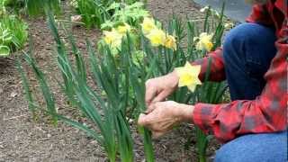 Tying daffodils [upl. by Darton]