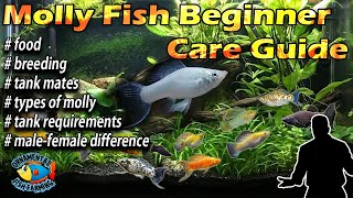 Molly Fish  Beginner Care Guide – breeding amp feeding [upl. by Cr]