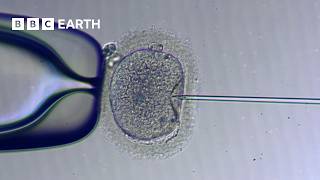 How IVF Works  The Story of Fertility  BBC Earth Science [upl. by Eveiveneg]