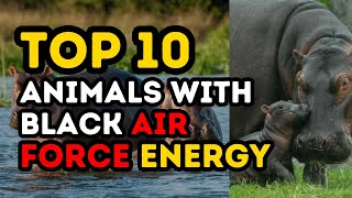 Top 10 Animals with Black Air Force Energy  Top 10 Notch [upl. by Anelys]