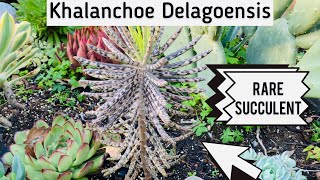 Rare Succulent Kalanchoe Delagoensis [upl. by Faria]