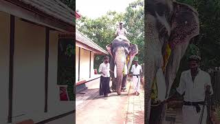 ബാലൻനാടാ🔥🔥 aanachandamaanapranthananimalsaanapremielephanttravel [upl. by Vardon142]