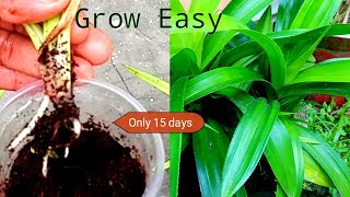 How To Grow Pandan Plant From Cutting   Pandanus Growing  Pandanus Amaryllifolius  Fancy Sudins [upl. by Norbert]