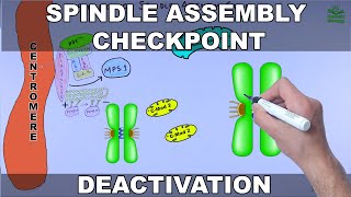 Silencing of Spindle Assembly Checkpoint [upl. by Nilyaj]