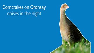 Corncrakes on Oronsay  noises in the night [upl. by Cotter]