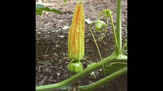 2019 Mini Pumpkin FerryMorse Harvest Blend Photo Timelapse Gardening amp Pumpkin Growing [upl. by Eniamej304]