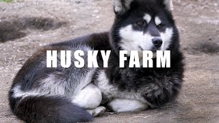 RUNNING AN ITALIAN HUSKY FARM IN LAPLAND 🤔😍🦮 [upl. by Goldberg]