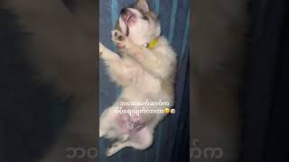 Sleeping baby🐶🥰pets petlovers shorts shortvideo youtubeshorts youtube shortvideo funny [upl. by Devinna]