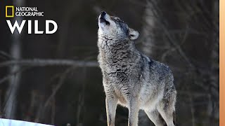 Wolves 101  Nat Geo Wild [upl. by Gayel]