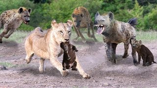 Mother Hyenas Save His Baby Fail and Attack Lions To Revenge  Lions Vs Hyenas Real Fight [upl. by Griggs441]