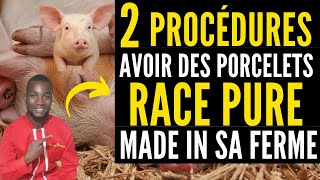 Comment avoir des PORCELETS de RACE PURE Made in sa ferme investir au pays en élevage de PORC [upl. by Nyad934]