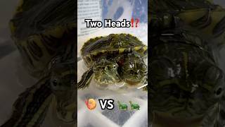 Two Headed Turtle Eats Shrimp turtle twoheadedturtle reptiles aquaterra [upl. by Eneryc]