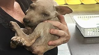 Rescue a Homeless Puppy He Can’t Stop Cuddling His Rescuer Will Inspire You [upl. by Ydurt]