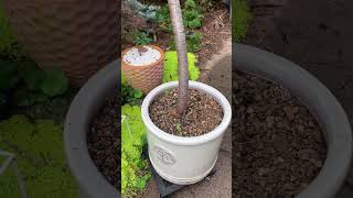 I’ve started pruning the weeping blue atlas cedar after rescuing it today and took all the dead off [upl. by Gusella]