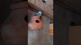 Pigeon ImranShah pets vlogs [upl. by Bradski944]