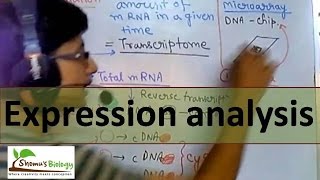 Gene expression analysis [upl. by Jez]