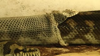 Carpet Python Perfect Shed [upl. by Normy]