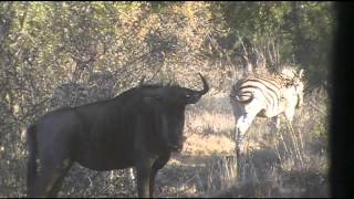 Ramcat Broadheads and gene king go to africa [upl. by Nevetse]