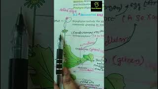 Marchantia  Bryophytes ncert imp diagram class 11th ncert biology neet2025 aiims liverwort [upl. by Otsuaf]