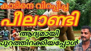 peelandi കാടിനെ വിറപ്പിച്ച പീലാണ്ടിയെ ആദ്യമായി പുറത്തിറക്കിയ അനുഭവങ്ങൾ peelandi elephant training [upl. by Oinesra]