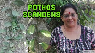 Pothos Scandens Explanation In Malayalam ആനപ്പരുവ ആമകഴുത്ത്മരക്കൊടി  Climbing Aroid  പരുവക്കൊടി [upl. by Adrianna]