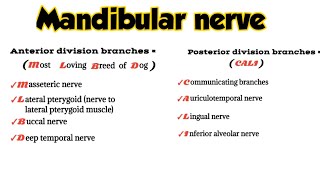 mandibular nerve branches  mandibular nerve anatomy mnemonics  medicalmnemonics786 [upl. by Gardia]