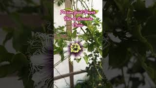 Passion fruit flower …… Flor de Granada garden flowers flower passionfruit [upl. by Cobby]