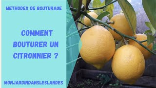 Comment bouturer un citronnier   Monjardindansleslandes [upl. by Myrle]