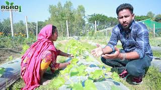 রকমেলন গাছের কোন শাখা রাখবেন এবং কোন শাখা কাটবেন  Agro One একটি আধুনিক কৃষি প্রচেষ্টা [upl. by Rahab106]