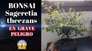 Mi bonsai Sageretia theezans en grave peligro⚠️ [upl. by Adiaj]