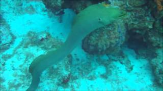 Green Moray Eel Attacks Diver ★★★★★ [upl. by Davidde]