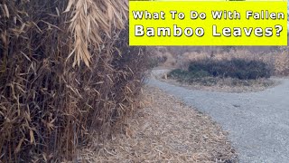 Fallen Bamboo Leaves and What To Do With Them [upl. by Labinnah]