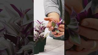 Tradescantia nanouk cutting propagation on soil indoorplantscare plants houseplants plantshorts [upl. by Amaleta]