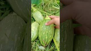 Fresh vegetables harvest farming agriculture shortvideo satisfying shorts garden youtube [upl. by Amyaj]