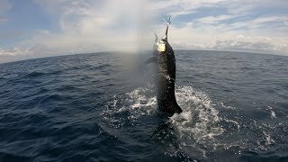 2024 Sailfish  Panama Pacific Side [upl. by Low]