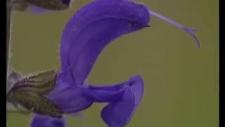 Salvia pollination and lever mechanism [upl. by Naujud]