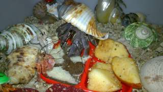 Makan  Kelomang Darat Land Hermit Crab [upl. by Emie]