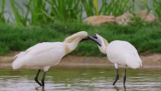 Endangered BlackFaced Spoonbills spotted in Anhui [upl. by Nnalorac691]