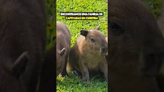 ENCONTRAMOS UMA FAMÍLIA DE CAPIVARAS EM CURITIBA 😱curitiba shorts capivaras [upl. by Hceicjow]